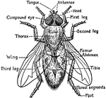 Insect Anatomy   Clipart Etc