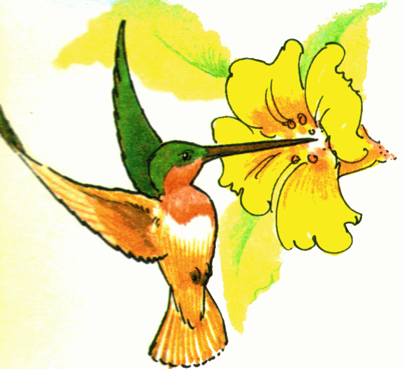 Hummingbird Clip Art   Clipart Best