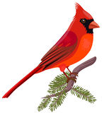 Showing Gallery For Christmas Cardinal Clipart