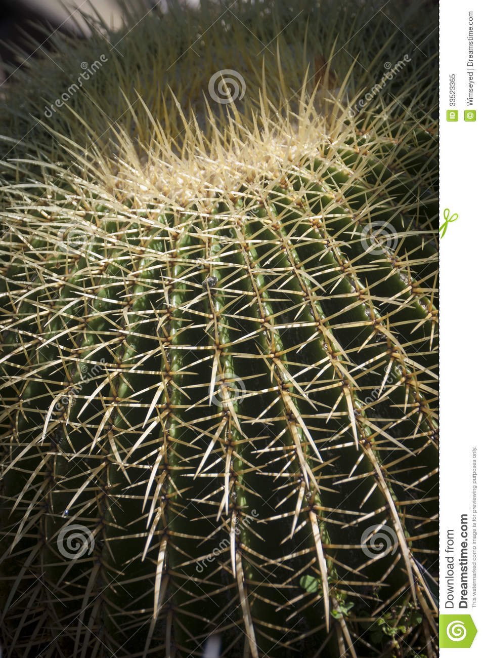 Barrel Cactus Royalty Free Stock Photo   Image  33523365