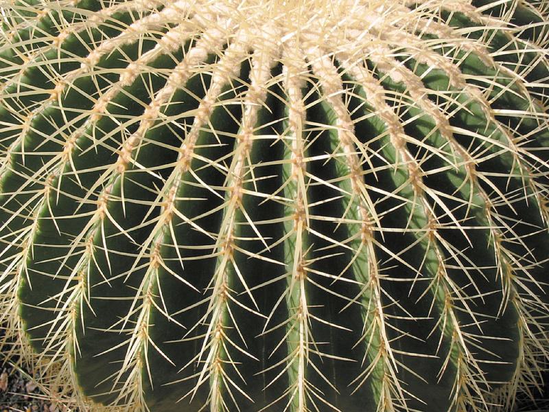Barrel Cactus   Symmetry In Nature Photo   Allan Levin Photos At Pbase