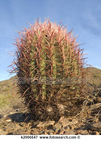 Picture   Arizona Barrel Cactus  Fotosearch   Search Stock Photography    