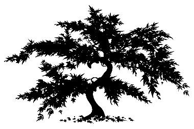 Japanese Maple Tree Clipart From Baystate Landscape   Design