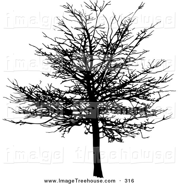 Maple Tree In Winter Time Tree Clip Art Kj Pargeter
