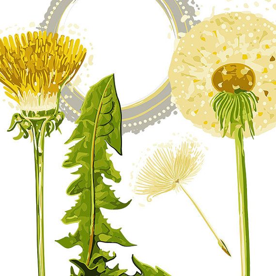 Dandelion Clip Art   Flower Graphics   Png Eps Clipart   Digital Ima