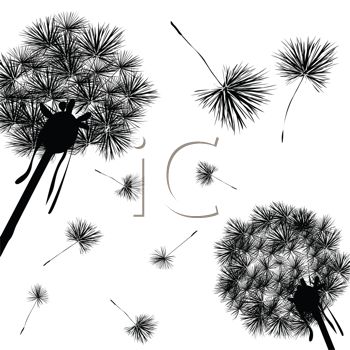 Dandelion Wishy Blows In Silhouette  Make A Wish   Royalty Free Clip