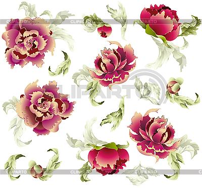 Background With Peony   Stock Vector Graphics   Cliparto