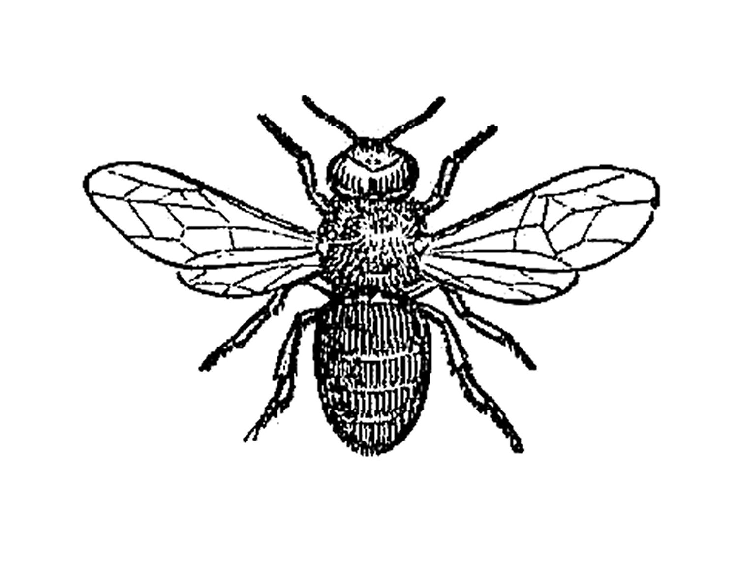 Insect Clip Art  Black And White Illustration Of Drone Bee Insect