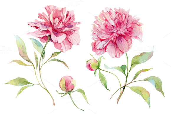 Watercolor Peonies Flower   Illustrations   1
