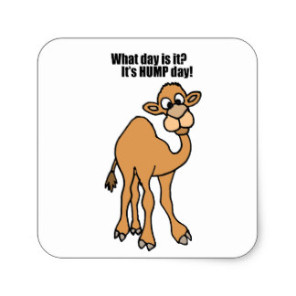 Funny Hump Day Camel Art Stickers