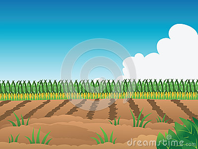 Crop Field Clipart