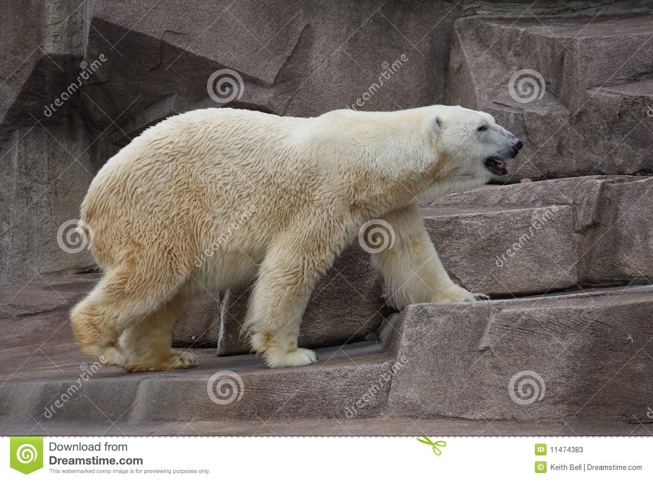 Polar Bear Walking On A Rock Ledge Stock Photos   Image  11474383