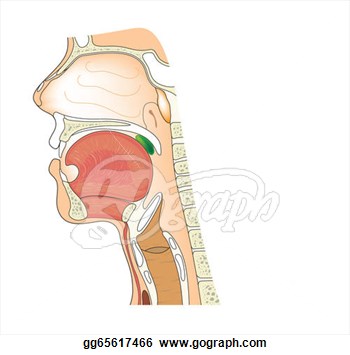 Anatomy Of The Nose And Throat  Clipart Illustrations Gg65617466