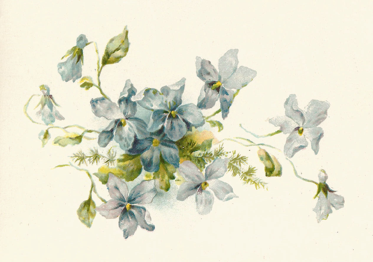 Art  Vintage Illustration Of A Bunch Of Blue Forget Me Not Flowers
