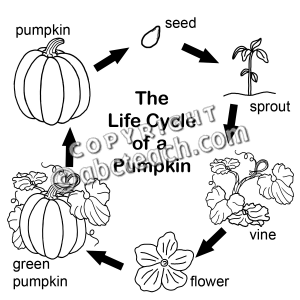 Pumpkin Sprout Clipart Images   Pictures   Becuo