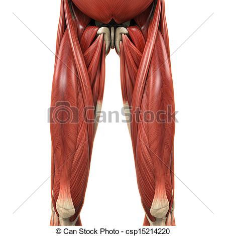 Muscular Leg Clip Art Upper Legs Muscles Anatomy