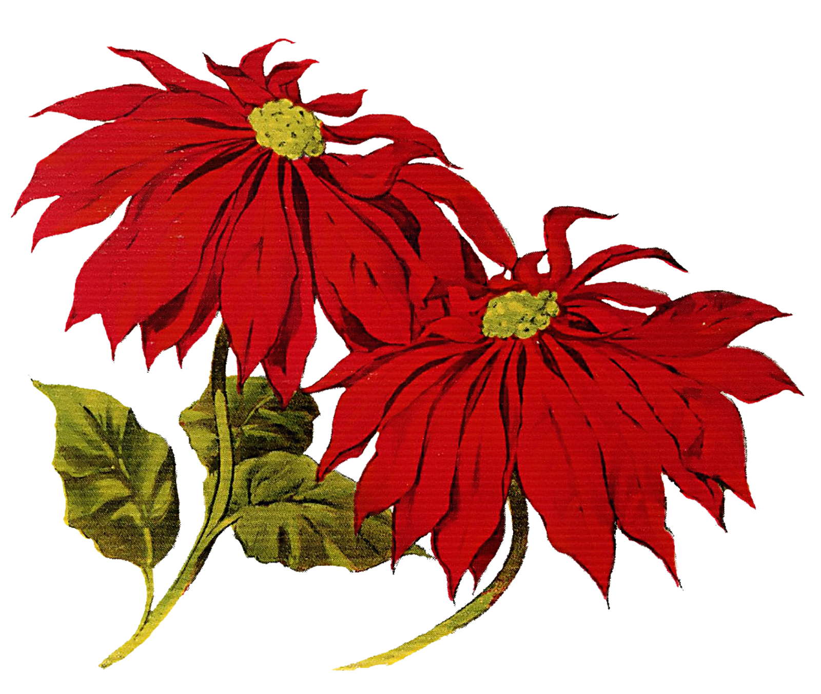 Christmas Flower Clipart Hd For Wallpares And Cards Png