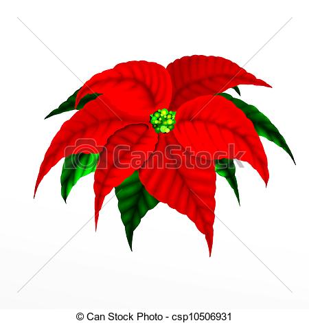 Stock Illustration   Christmas Poinsettia Flower   Stock Illustration