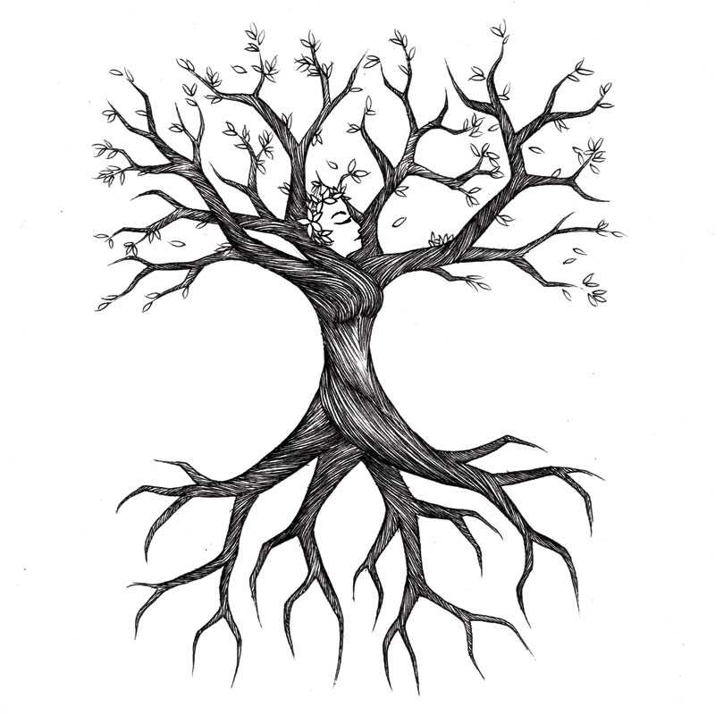 Tree Root Drawings