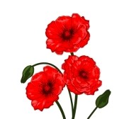 Red Poppies Clipart   7578581   Clipart Panda   Free Clipart Images