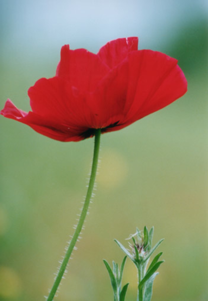 Red Poppy Flowers Picture Lowres   Free Images At Clker Com   Vector