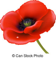 Red Poppy Isolated On White Background Vector Illustration