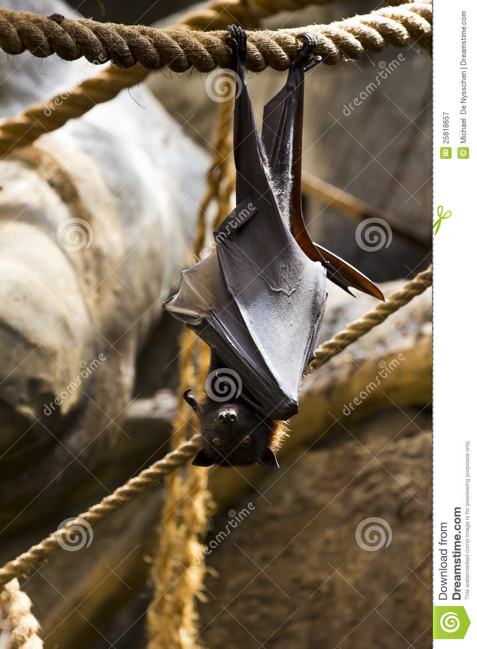 Fruit Bat Hanging Upside Down Royalty Free Stock Photography   Image