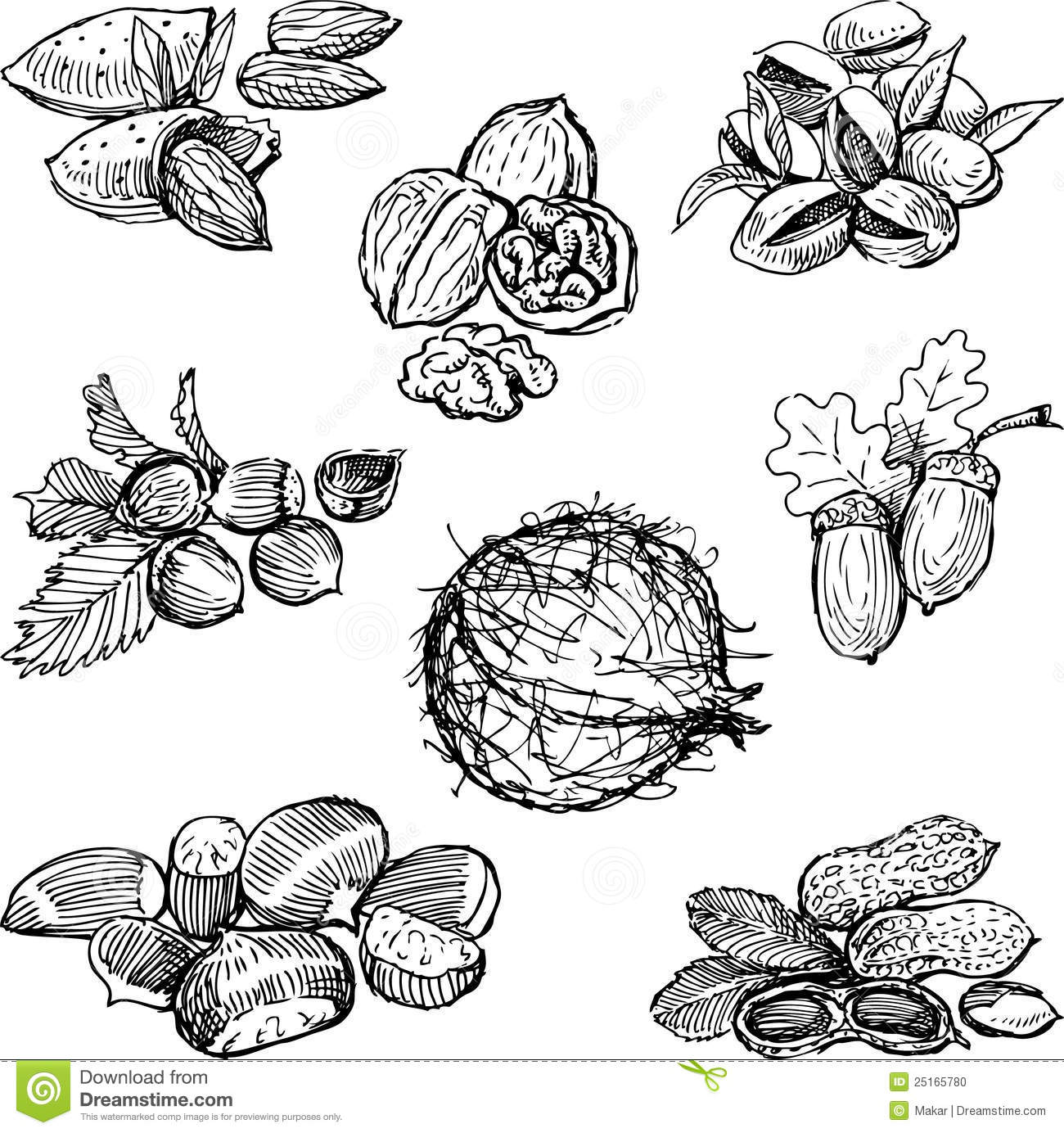 Vector Drawing Of A Various Nuts