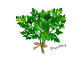 Parsley Illustrations And Clip Art  250 Parsley Royalty Free