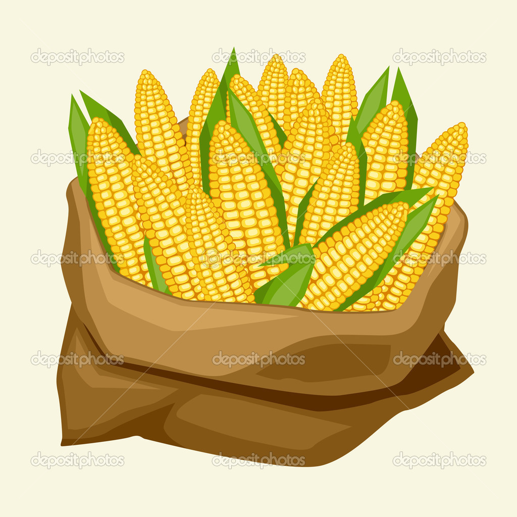 Illustration Of Stylized Sack With Fresh Ripe Corn Cobs    Stock
