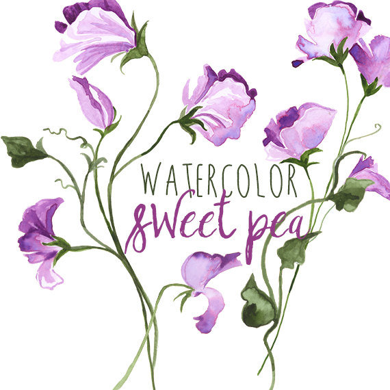 Border Graphics Floral Clipart Of Flowers Sweet Pea Wedding Clip Art