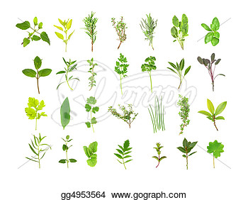 Large Herb Leaf Selection  Clipart Illustrations Gg4953564