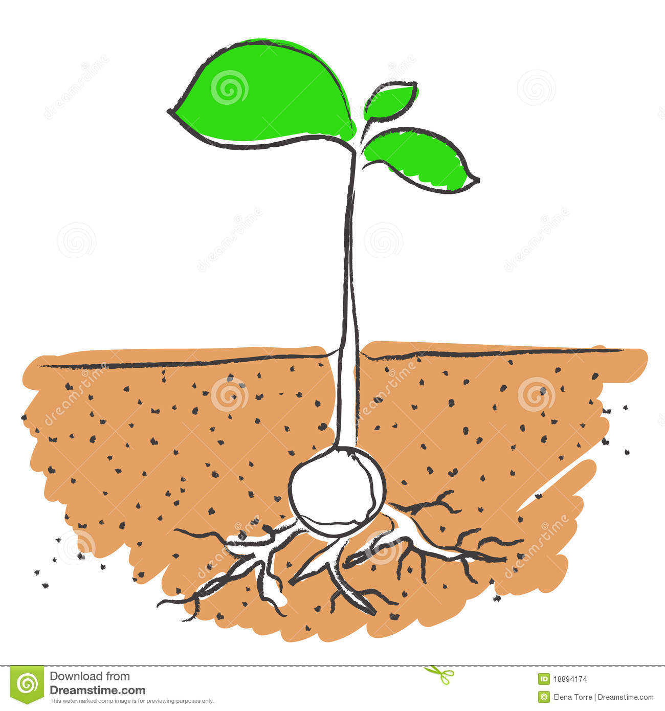 Illustration Of Seed Growing With Roots In Soil Isolated On White
