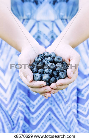 Stock Photograph Of Woman Hands Offering Blueberries K8570629   Search