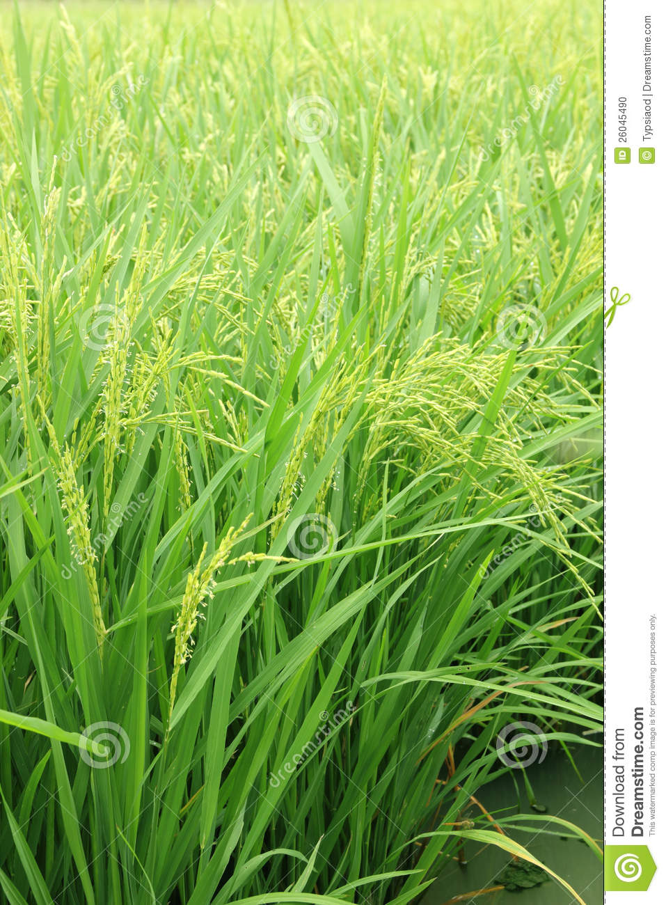 Rice Plant In Rice Field