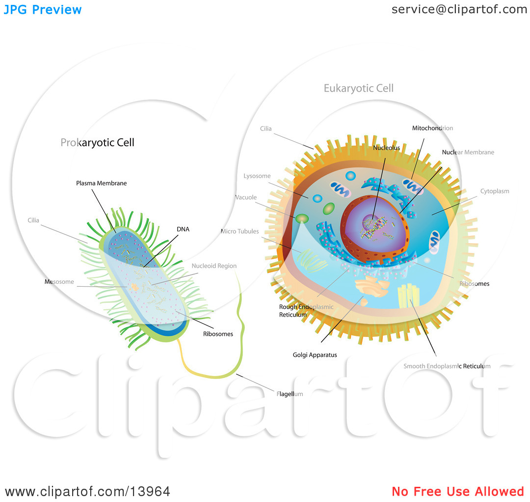 And Eukaryotic Cells Clipart Illustration By Rasmussen Images  13964