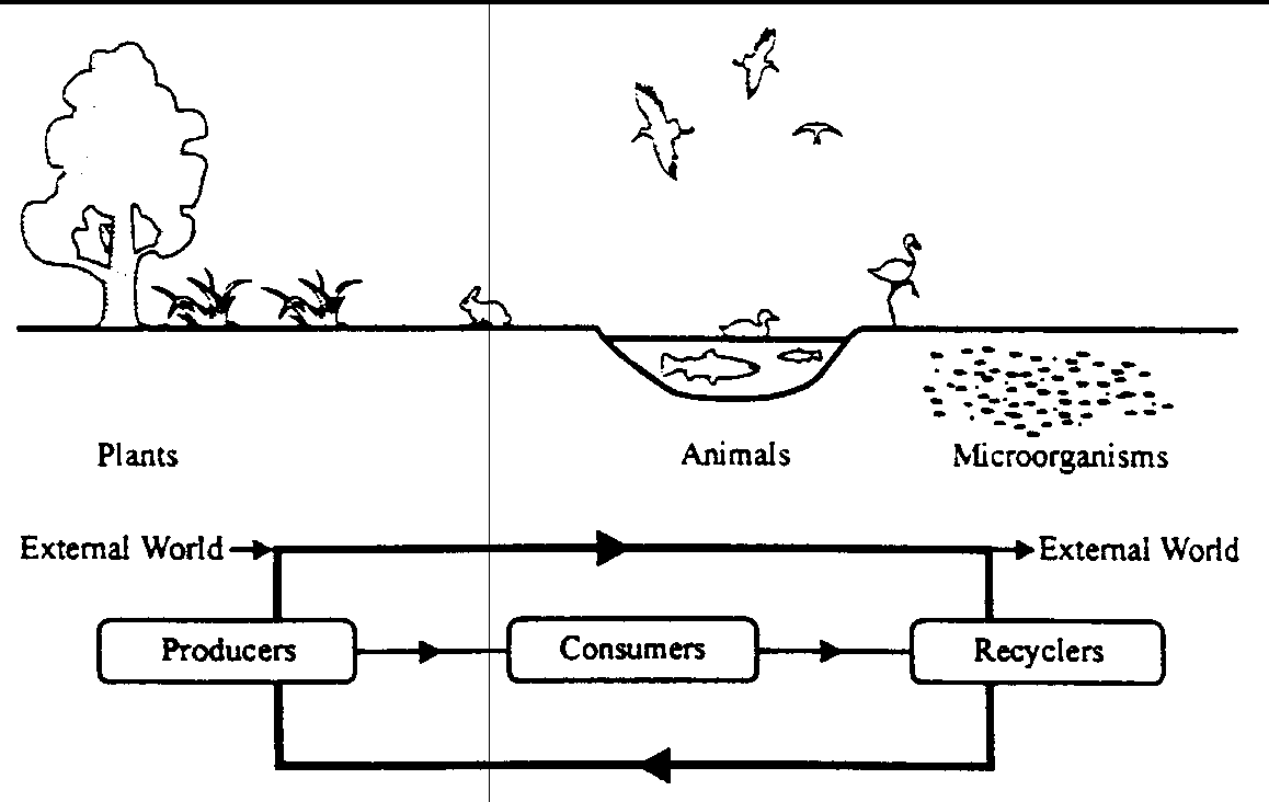 Figure 1  Movement Of Chemicals And Materials Through The  A  Natural