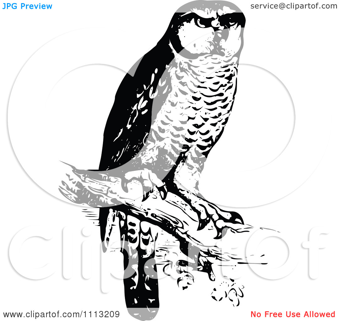 Clipart Vintage Black And White Perched Owl   Royalty Free Vector