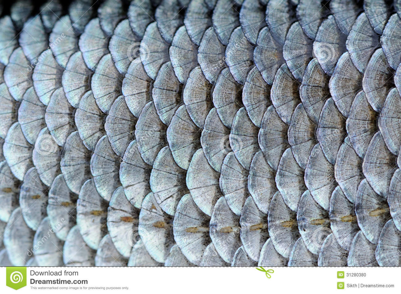 Real Roach Fish Scales Background Stock Photo   Image  31280380