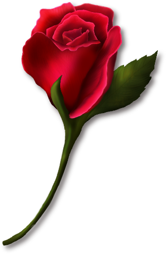 Red Roses Clip Art Roses Png 