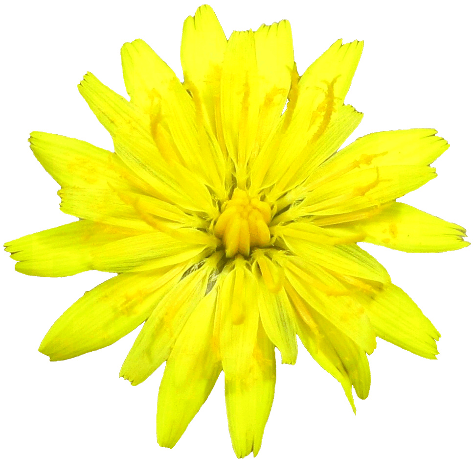 Dandelion Flower Clipart Lge 13 Cm