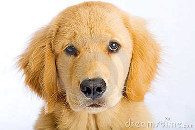 Golden Retriever Puppy Giving A Sad Dog Face Begging With His Eyes