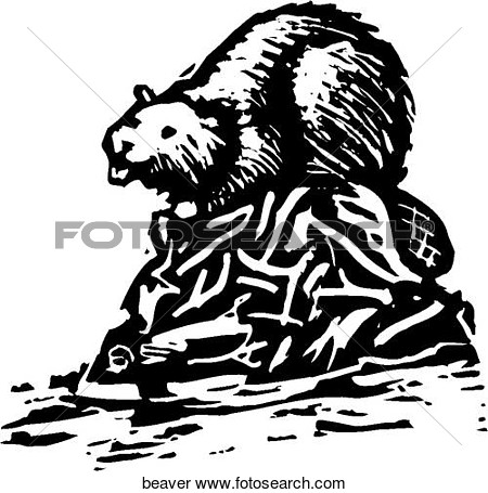 Clipart Of Beaver Beaver   Search Clip Art Illustration Murals