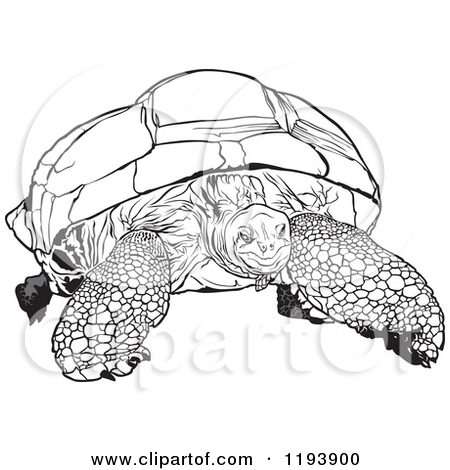 Clipart Of A Black And White Aldabra Giant Tortoise   Royalty Free