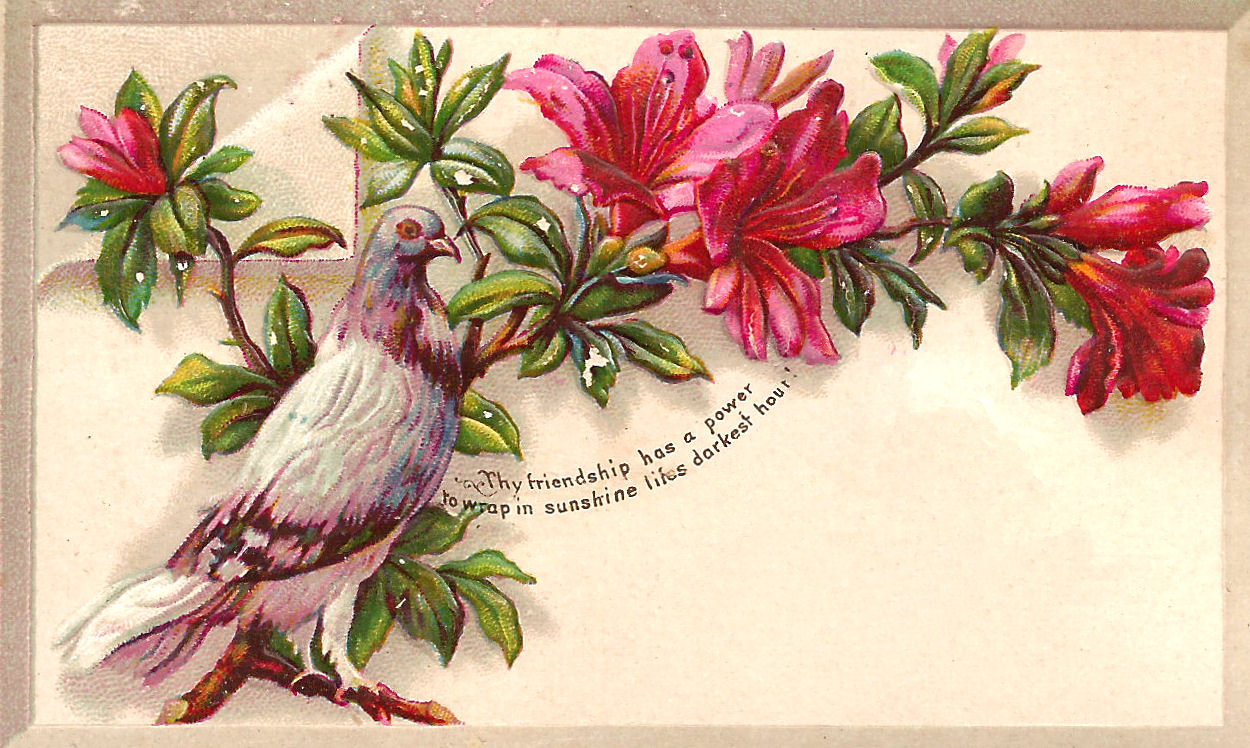 Free Bird Clip Art  Pigeon And Magenta Flowers On Antique Victorian