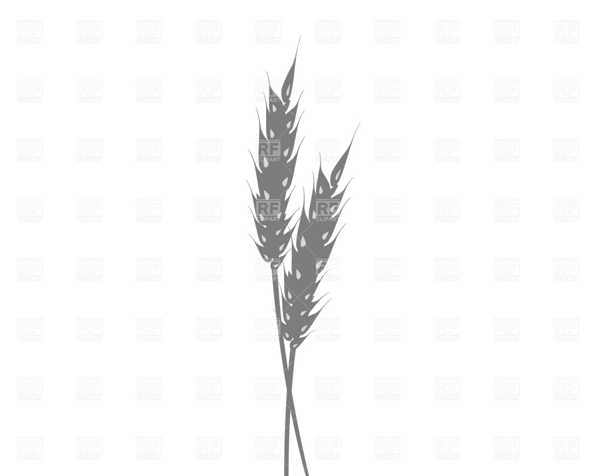 Ear Of Wheat Download Free Vector Clipart  Eps
