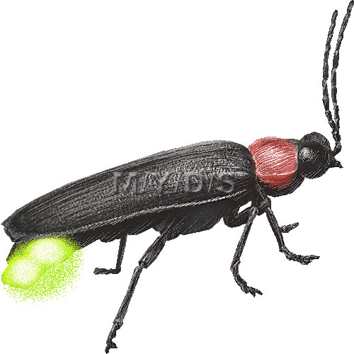 Japanese Firefly Clipart Picture   Large