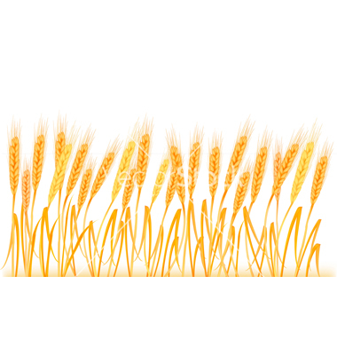 Wheat Ears On Field Vector Art   Download Bunch Vectors   443071