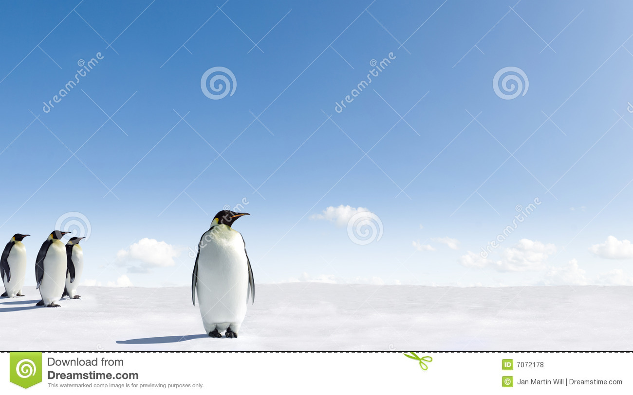 Of Group Of Emperor Penguins Walking On Snowy Landscape Of Antarctica