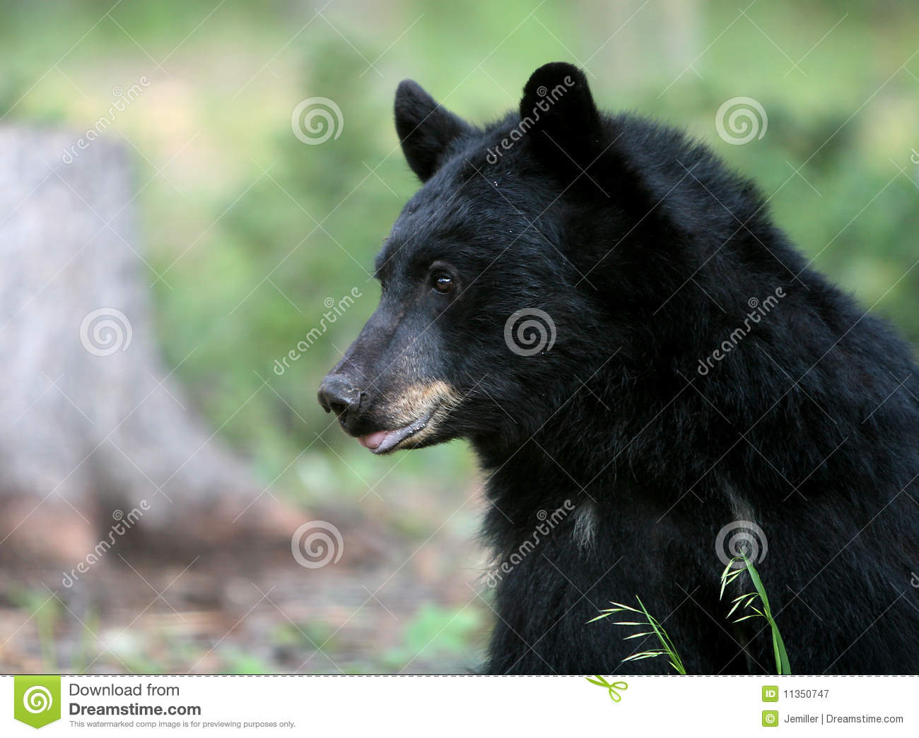 American Black Bear Royalty Free Stock Photography   Image  11350747